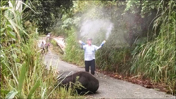 臺灣500多公斤水牛,遭虎頭蜂活活螫死。(圖片來源臺媒) 臺灣500多公斤水牛,遭虎頭蜂活活螫死。(圖片來源臺媒)